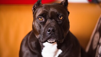 The dogs attacked the woman on Monday, May 20. (Unsplash)