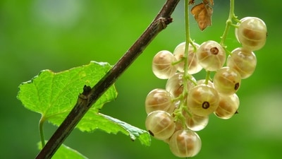 8. Fermented amla is great to snack on. Being high in antioxidants and Vitamin C, it is great for boosting energy, reducing hairfall and maintaining skin glow. 8. Fermented amla is great to snack on. Being high in antioxidants and Vitamin C, it is great for boosting energy, reducing hairfall and maintaining skin glow. 