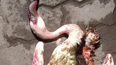 One of the downed flamingos. HT Photo One of the downed flamingos. HT Photo