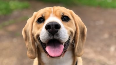 More than 300 bags of Pedigree dog food have been recalled over potentially containing 'loose metal pieces' (Representational Image) More than 300 bags of Pedigree dog food have been recalled over potentially containing 'loose metal pieces' (Representational Image)