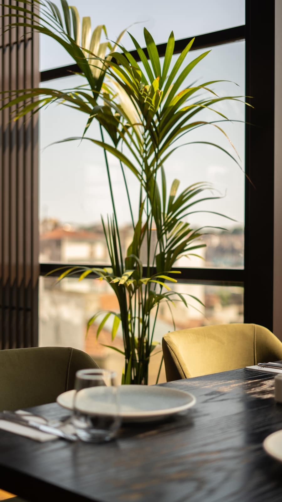 areca_palm_for_asthma