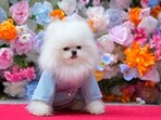 A dog attends the Pet Gala fashion show at AKC Museum of The Dog. A dog attends the Pet Gala fashion show at AKC Museum of The Dog.