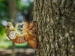 Cicada season in Illinois: All you need to know about the fascinating insects (Pixabay - representational image) Cicada season in Illinois: All you need to know about the fascinating insects (Pixabay - representational image)