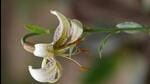A Himalayan lily. (Sourced image.)