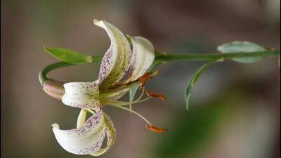 A Himalayan lily. (Sourced image.) A Himalayan lily. (Sourced image.)