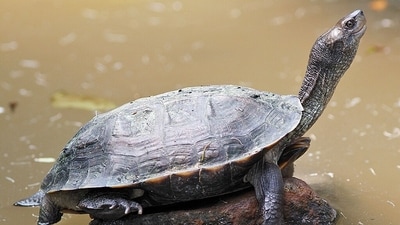 Every year, World Turtle Day is observed on May 23 all over the world. (File Photo) Every year, World Turtle Day is observed on May 23 all over the world. (File Photo)