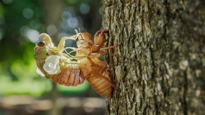 Cicada season in Illinois: All you need to know about the fascinating insects (Pixabay - representational image) Cicada season in Illinois: All you need to know about the fascinating insects (Pixabay - representational image)