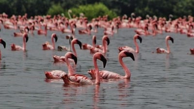 Flamingos typically migrate to Mumbai’s wetlands in the winter months (HT Photo)