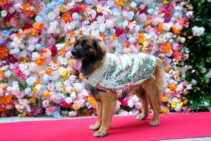 A dog attends the Pet Gala fashion show. (AP) A dog attends the Pet Gala fashion show. (AP)
