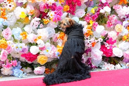 A dog attends the Pet Gala fashion show at AKC Museum of The Dog. (Charles Sykes/Invision/AP) A dog attends the Pet Gala fashion show at AKC Museum of The Dog. (Charles Sykes/Invision/AP)