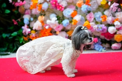 A dog attends the Pet Gala fashion show. (Charles Sykes/Invision/AP) A dog attends the Pet Gala fashion show. (Charles Sykes/Invision/AP)