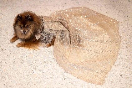 Daffodil, a Pomeranian dressed as US singer and actress Jennifer Lopez, poses during the "The Pet Gala". (AFP) Daffodil, a Pomeranian dressed as US singer and actress Jennifer Lopez, poses during the "The Pet Gala". (AFP)