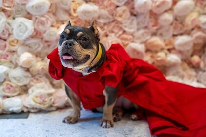 Saya, a Pocket Pitbull dressed as Colombian singer Shakira poses during the "The Pet Gala". (AFP) Saya, a Pocket Pitbull dressed as Colombian singer Shakira poses during the "The Pet Gala". (AFP)