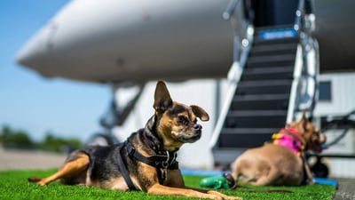 How this US dog-first airline, Bark Air, is pampering your pets (REUTERS/Eduardo Munoz) (REUTERS)