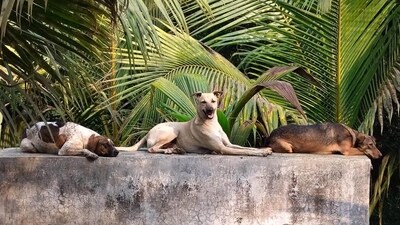 Navi Mumbai, India - March 23, 2024:Dog bites rise steeply to 16K in Navi Mumbai, India, on Saturday, March 23, 2024. (Photo by Bachchan Kumar/ HT PHOTO) (HT PHOTO) Navi Mumbai, India - March 23, 2024:Dog bites rise steeply to 16K in Navi Mumbai, India, on Saturday, March 23, 2024. (Photo by Bachchan Kumar/ HT PHOTO) (HT PHOTO)