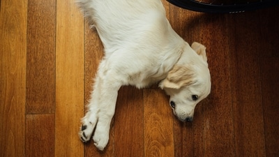 Avoid Hot Surfaces: Keep your pets off hot surfaces like asphalt or sand, as these can burn their paws and lead to discomfort and injury. (Unsplash) Avoid Hot Surfaces: Keep your pets off hot surfaces like asphalt or sand, as these can burn their paws and lead to discomfort and injury. (Unsplash)
