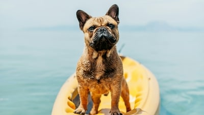Cooling Accessories: Use cooling mats, vests, or bandanas to help regulate your pet's body temperature and provide relief from the heat. (Unsplash) Cooling Accessories: Use cooling mats, vests, or bandanas to help regulate your pet's body temperature and provide relief from the heat. (Unsplash)