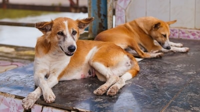 Limit Outdoor Activities: Avoid strenuous exercise or outdoor activities during peak heat hours to prevent overheating and exhaustion in your pets. (Unsplash) Limit Outdoor Activities: Avoid strenuous exercise or outdoor activities during peak heat hours to prevent overheating and exhaustion in your pets. (Unsplash)
