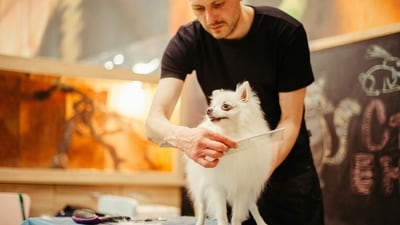 Grooming and Fur Care: Regularly groom your pets to remove excess fur and prevent matting, which can trap heat. Consider a summer trim for long-haired breeds. (Unsplash) Grooming and Fur Care: Regularly groom your pets to remove excess fur and prevent matting, which can trap heat. Consider a summer trim for long-haired breeds. (Unsplash)