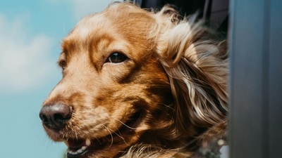 Never Leave Pets in Cars: Never leave your pets unattended in parked cars, as temperatures can quickly rise to dangerous levels, leading to heatstroke and even death. (Unsplash) Never Leave Pets in Cars: Never leave your pets unattended in parked cars, as temperatures can quickly rise to dangerous levels, leading to heatstroke and even death. (Unsplash)