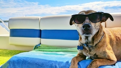 As temperatures soar and heatwaves become more frequent, ensuring the well-being of your furry friends is more important than ever. Here are some essential tips to keep your pets cool, comfortable, and safe during the scorching summer days. (Unsplash) As temperatures soar and heatwaves become more frequent, ensuring the well-being of your furry friends is more important than ever. Here are some essential tips to keep your pets cool, comfortable, and safe during the scorching summer days. (Unsplash)