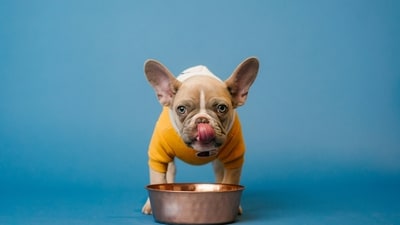 Provide Ample Water: Ensure your pets have access to fresh, clean water at all times to prevent dehydration and keep them hydrated in hot weather. (Unsplash) Provide Ample Water: Ensure your pets have access to fresh, clean water at all times to prevent dehydration and keep them hydrated in hot weather. (Unsplash)