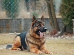 UP judge has filed an FIR against 14 people over his missing dog. UP judge has filed an FIR against 14 people over his missing dog.