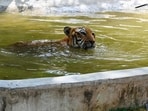 Amidst a severe heatwave, Alipore Zoological Park in Kolkata, introduced a range of measures to ensure the well-being of its animals. (Representational picture) Amidst a severe heatwave, Alipore Zoological Park in Kolkata, introduced a range of measures to ensure the well-being of its animals. (Representational picture)