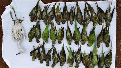 Heavy rain coupled with thunder and gusty winds on May 23 felled a tree along a canal in Someshwar Gaon, Baramati, taking with it a colony of over 200 birds that got trapped in the waters. (HT) Heavy rain coupled with thunder and gusty winds on May 23 felled a tree along a canal in Someshwar Gaon, Baramati, taking with it a colony of over 200 birds that got trapped in the waters. (HT)