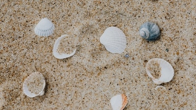 The children collected a total of 72 clams. The children collected a total of 72 clams.