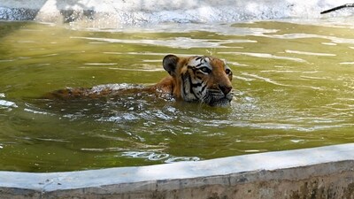 Amidst a severe heatwave, Alipore Zoological Park in Kolkata, introduced a range of measures to ensure the well-being of its animals. (Representational picture) (Hindustan Times) Amidst a severe heatwave, Alipore Zoological Park in Kolkata, introduced a range of measures to ensure the well-being of its animals. (Representational picture) (Hindustan Times)