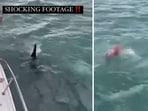 The image shows a man jumping from a boat with the international to “body slam” two orcas. The image shows a man jumping from a boat with the international to “body slam” two orcas.