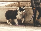 Challenges faced by dog owners in managing aggressive behavior during walks highlighted in recent research.