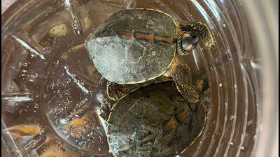 Forest department detained a man for illegally keeping in captivity two Indian roofed turtles at a private hotel in Talegaon. (HT)