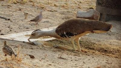 Great Indian Bustards (HT Photo/Sourced) Great Indian Bustards (HT Photo/Sourced)