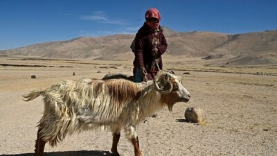 A nomadic pastoralist of the Changpa community with a goat walks along the barren Tsaga La Pass in India's union territory of Ladakh on May 19, 2024. (Photo by Tauseef MUSTAFA / AFP) (AFP) A nomadic pastoralist of the Changpa community with a goat walks along the barren Tsaga La Pass in India's union territory of Ladakh on May 19, 2024. (Photo by Tauseef MUSTAFA / AFP) (AFP)
