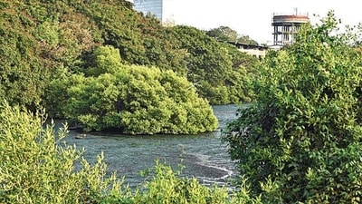 Navi Mumbai, India - May 24, 2024:NMMC awaits MCZMA permission for cleaning holding ponds for years in at Vashi holding ponds Navi Mumbai, India, on Friday, May 24, 2024. (Photo by Bachchan Kumar/ HT PHOTO) (HT PHOTO) Navi Mumbai, India - May 24, 2024:NMMC awaits MCZMA permission for cleaning holding ponds for years in at Vashi holding ponds Navi Mumbai, India, on Friday, May 24, 2024. (Photo by Bachchan Kumar/ HT PHOTO) (HT PHOTO)