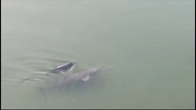 One of the stranded dolphins in the shallow water of Sharda irrigation canal in U.P.’s Lakhimpur district (Sourced) One of the stranded dolphins in the shallow water of Sharda irrigation canal in U.P.’s Lakhimpur district (Sourced)