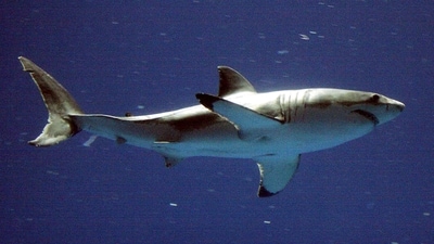 Travelling to US beaches during Memorial Day weekend? Holiday beachgoers advised to look out for white sharks (AP Photo/Salinas Californian, Richard Green, file) Travelling to US beaches during Memorial Day weekend? Holiday beachgoers advised to look out for white sharks (AP Photo/Salinas Californian, Richard Green, file)