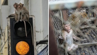The image shows a Thai town's way of tackling wild monkeys. (AP) The image shows a Thai town's way of tackling wild monkeys. (AP)