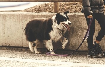 Challenges faced by dog owners in managing aggressive behavior during walks highlighted in recent research. (Pexels) Challenges faced by dog owners in managing aggressive behavior during walks highlighted in recent research. (Pexels)