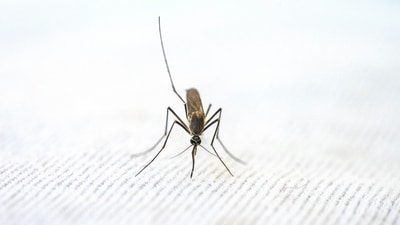 What to look for in mosquito repellents (Photo by Pragyan Bezbaruah on Pexels) What to look for in mosquito repellents (Photo by Pragyan Bezbaruah on Pexels)