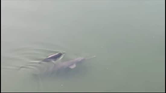 One of the stranded dolphins in the shallow water of Sharda irrigation canal in U.P.’s Lakhimpur district (Sourced)