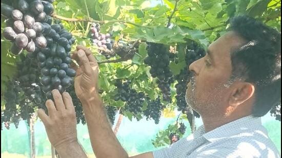 Sanjay Wagh farms grapes and vegetables on four acres at Pimpalwandi village. (HT PHOTO)
