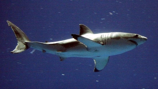 Travelling to US beaches during Memorial Day weekend? Holiday beachgoers advised to look out for white sharks (AP Photo/Salinas Californian, Richard Green, file)