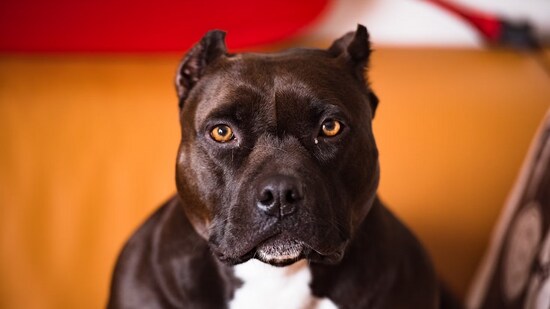 These dogs look like pit-bulls, but are two to three times their size (Unsplash)