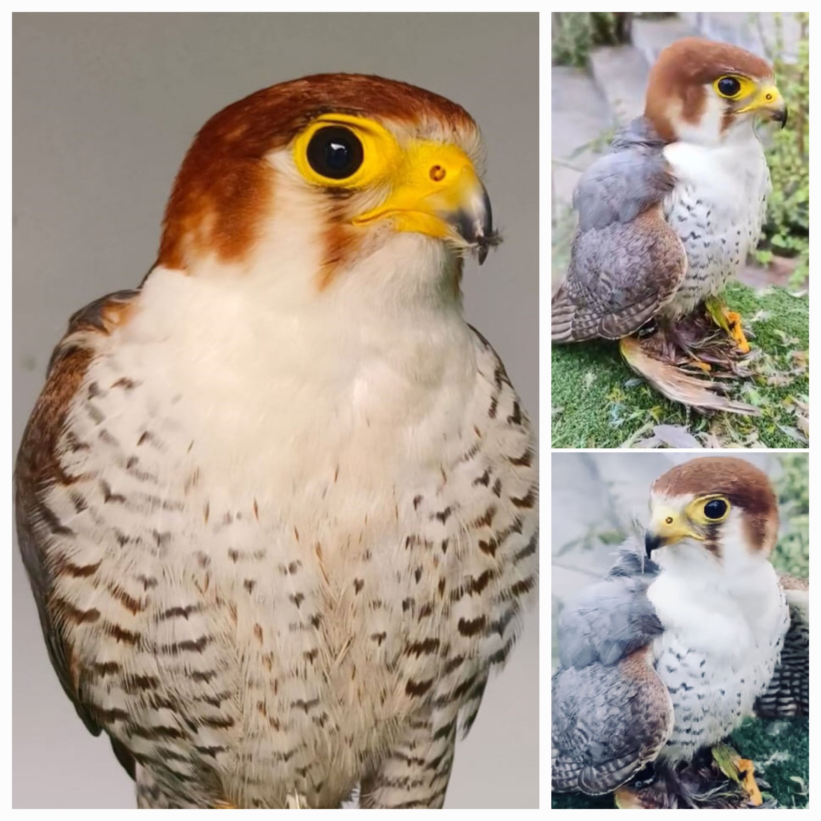Male Red-headed falcon nursed to good health. (SARFRAZUDDIN MALIK) Male Red-headed falcon nursed to good health. (SARFRAZUDDIN MALIK)