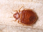 Bed bugs have shown a recent and rapid global expansion. 