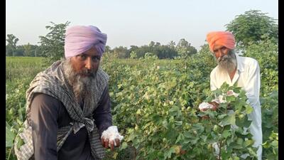 In 2016, the area under cotton was 2.95 lakh hectares and it jumped to 3.35 lakh hectares in 2019. Officials say that in the last two decades, the cotton area in Punjab has remained more than 2.50 lakh hectares but it decreased to 1.73 lakh hectares in 2023. In 2016, the area under cotton was 2.95 lakh hectares and it jumped to 3.35 lakh hectares in 2019. Officials say that in the last two decades, the cotton area in Punjab has remained more than 2.50 lakh hectares but it decreased to 1.73 lakh hectares in 2023.