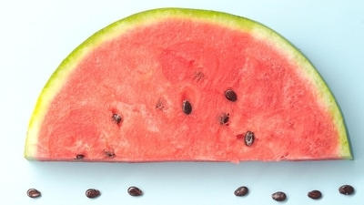 The white layer of watermelon is a storehouse of several nutrients just like the fruit and may be a good source of citrulline. (Freepik) The white layer of watermelon is a storehouse of several nutrients just like the fruit and may be a good source of citrulline. (Freepik)